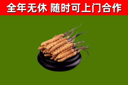枣阳烟酒回收冬虫夏草.jpg